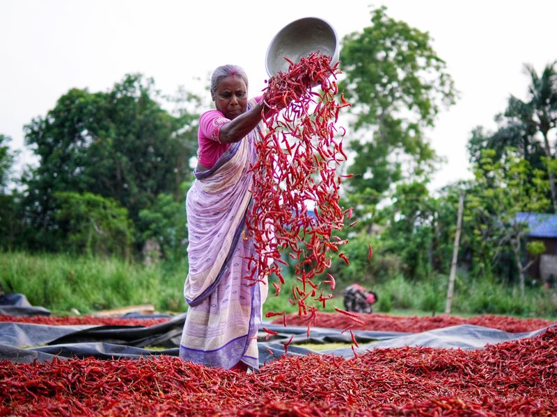Woman farmer spreading red chillies to dry in the sun – responsibly sourced spices