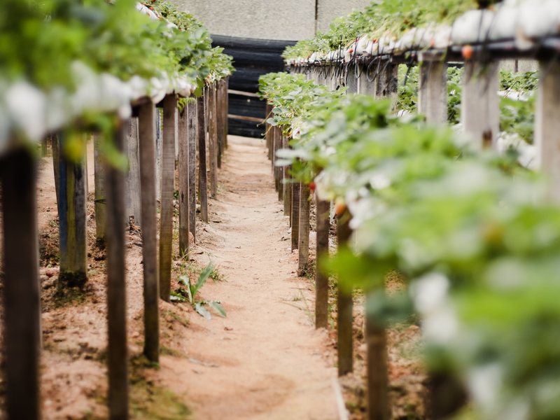 Sustainable farming – rows of healthy plants in a protected farm